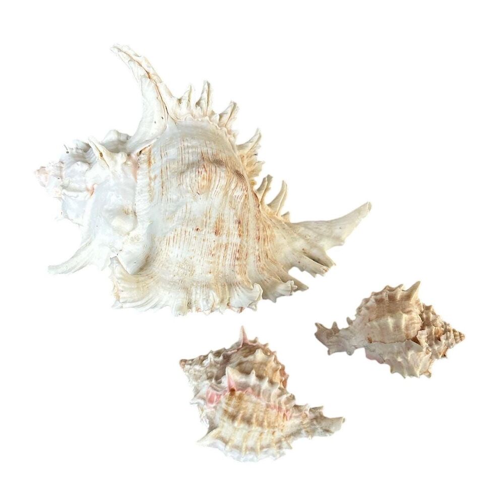 Trio of a Large and Small White and Beige Nautical Beach Conch Shell Decor
